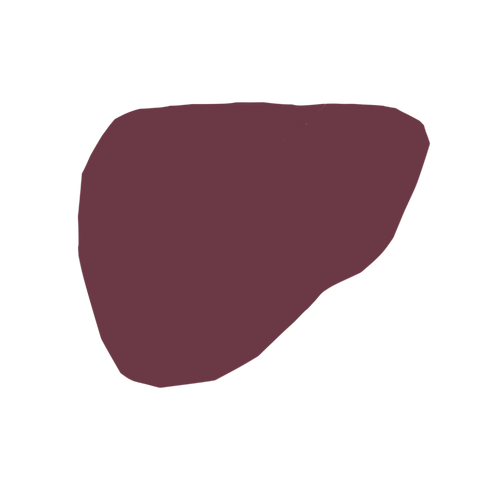 Liver