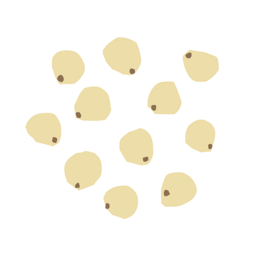 Sorghum